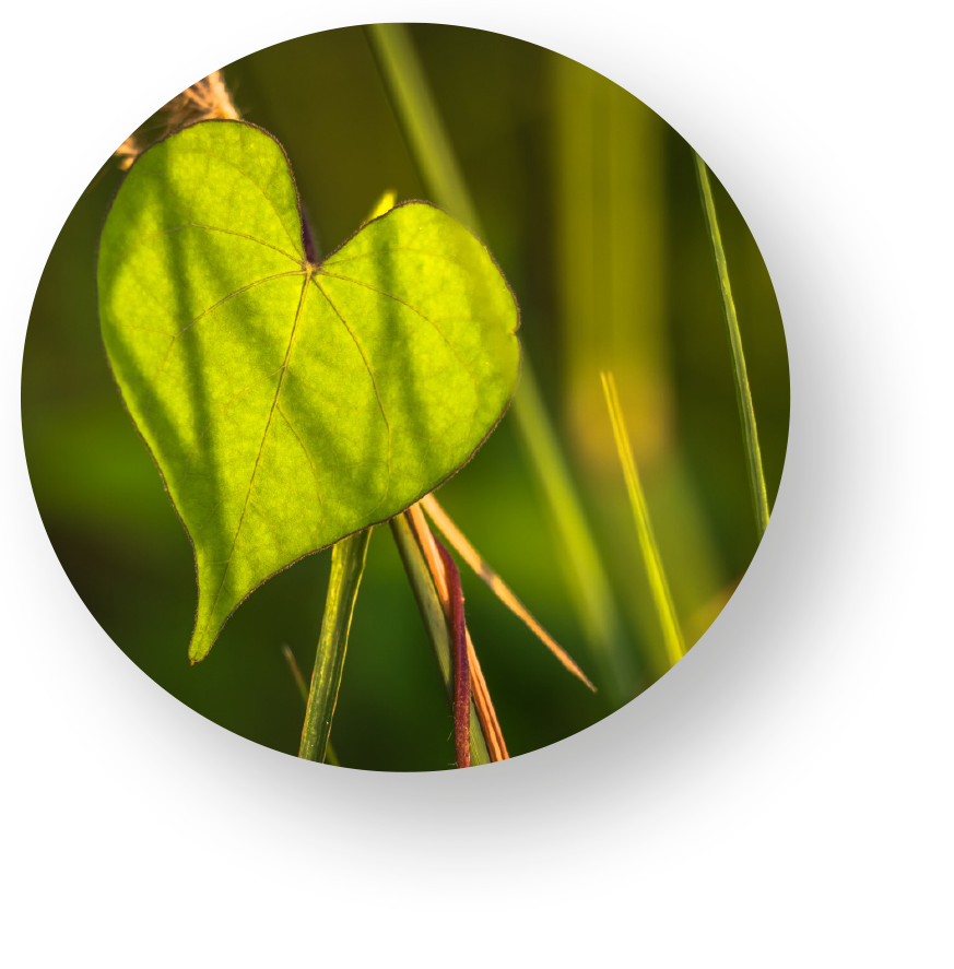 Rond-feuille-coeur-2